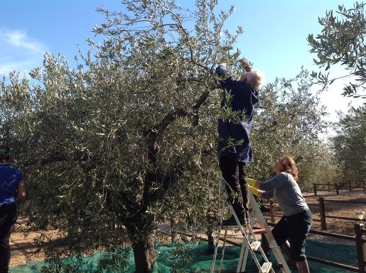 דירות אורוסיי Rustico Degli Ulivi מראה חיצוני תמונה